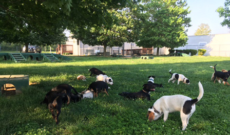 Photo of dogs in yard with shelter in the background